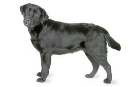 Labradors come in 3 colors: Labrador Retriever Dog Breed Information Pictures Characteristics Facts Dogtime