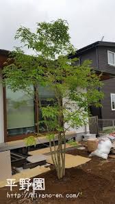 配達レポートその３８ アオダモ シマトネリコ 植木屋 Yome Blog