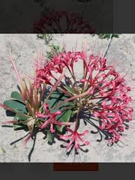 Image result for Ammocharis tinneana