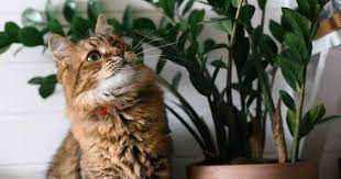 Many Of The Most Popular Indoor Plants Are Toxic If Ingested By Cats Or Dogs You May Be Wondering Is Zz Plant Poi In 2021 Snake Plant Closed Terrarium Plants Zz Plant