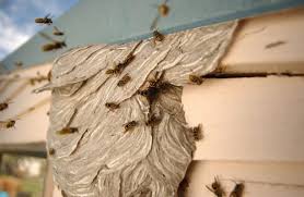 Thus, exterminators will be hesitant to destroy a colony unless it poses a direct. How To Kill Yellow Jacket Nest Find Your Answers Here Pest Control Plus