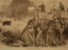 Hunting of elephants Stock Photos ...