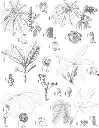 Image result for Musanga leo-errerae