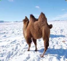 Expecting less price camel meat. Http Www Adoptamongoliancamel Com Au Wp Content Uploads 2013 09 Gobi Desert Business Ops Docx Pdf