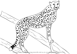 Finish with lots of spots and bright yellow coloring. Step By Step How To Draw A Cheetah Drawingtutorials101 Com