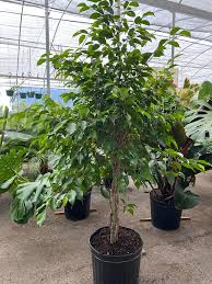 Image result for Ficus pygmaea