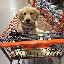 Making new friends and the friendly pets dog park in lee, nh. 21 Stores That Will Welcome Your Dog With Open Arms Dog Friendly Stores Stores That Allow Dogs Puppy Friendly