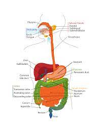 Enzyme Fundamentals Nexus Newsfeed Digestive System Human Digestive System Digestive System Diagram