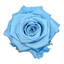 Check spelling or type a new query. Baby Blue Rose In Independence Mo Blue Vue Flowers