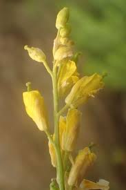 Image result for Ocimum filamentosum