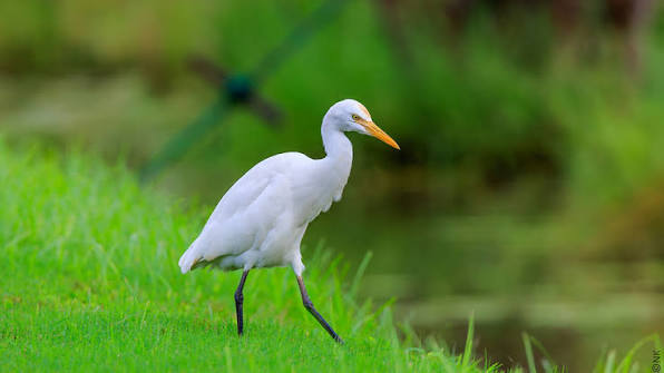 Egrets