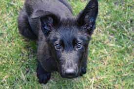Check spelling or type a new query. My Boy Enzo The Black German Shepherd Puppy Who S Stolen My Heart Aww