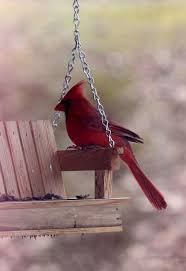 Pin By Ayse Keles On Kuslar Beautiful Birds Cardinal Birds Red Birds