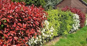 We did not find results for: Hedging Plant Suggestions Please Bunnings Workshop Community