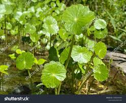 Image result for Blotiella crenata
