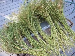 Learn how to grow lentils, growing lentils involves some specific care and requirements given in where do lentils grow. Adventures In Gardening Series Wrap Up On The Hippie Heart Growing Lentils And Flax Root Simple