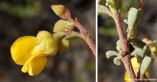 Image result for Hermannia glanduligera