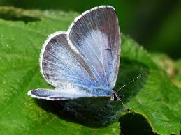 Image result for Celastrina argiolus