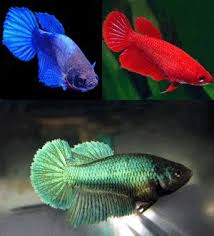 Female Bettas Females Can Be Just As Colorful As The Males They Are Full Of Personality Flare And You Can Keep Several In A Well Planted Tank Silk Or L Betta
