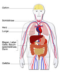 Als oberbauch (epigastrium) bezeichnet man die anteile des abdomens, bauchwand und organe, die sich zwischen. Innere Diagnostik