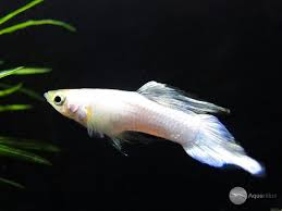 Poecilia Reticulata Japan Blanco Peces