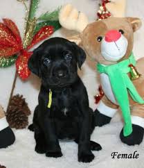 Akc lab puppies pic hide this posting restore restore this posting. Desert Mountain Labradors Maricopa Az Cute Black Lab Puppy Black Lab Puppies Lab Puppy Labrador