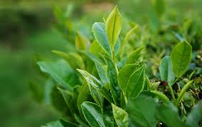 Image result for Camellia sinensis