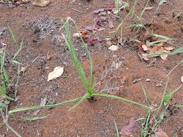 Image result for Albuca kirkii