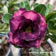 Image result for Adenium
