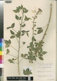 Image result for Triceratella drummondii