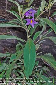 Image result for Solanum campylacanthum 'panduriforme type'