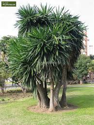 yucca elephantipes puck 1 yucca elephantipes jardiniere terrasse jardin exotique
