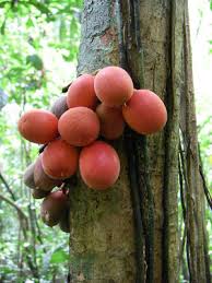 Image result for Englerophytum rwandense