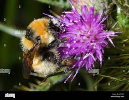 Image result for Bombus distinguendus