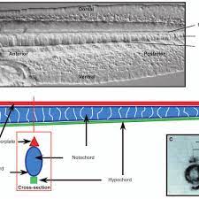 Juli 2005 um 10:24 uhr bearbeitet. Structural Aspects Of The Notochord A A Lateral View Of A Living Download Scientific Diagram