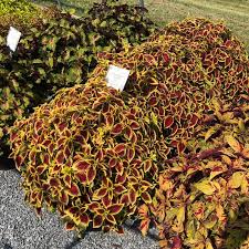 Image result for Coleus zombensis