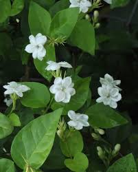 Do away with the stone from the passage and near the go out. Arabian Jasmine Desert Horizon Nursery
