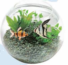 Zeolite Zeolit Aquarium Ideas Zeolite Aquarium Decor