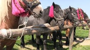 Un frizian va atrage intotdeauna atentia prin felul sau elegant de a fi. Playtube Pk Ultimate Video Sharing Website