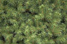 Identifying The Most Common North American Conifers