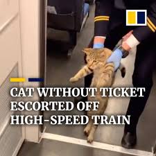This is santa paws cat 1080x1080 by support adoption for pets on vimeo, the home for high quality videos and the people who love them. South China Morning Post Cat Without Ticket Escorted Off High Speed Train Facebook