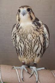 Prairie Falcon Falke