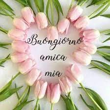 Buongiorno Amica Mia Fiori Immagini Nuove Gratis Whatsapp Facebook Buongiorno Immagini Immagini Buongiorno