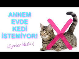 Annem Evde Kedi Istemiyor Kedi Bakimi Zor Mu Youtube