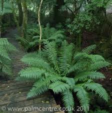 Pin On Jardin Exotique Tropical Japonais