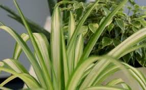 We did not find results for: Best Indoor Plants Low Light Low Light Houseplants Plantopedia