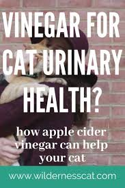 Apple Cider Vinegar For Cats Cat Uti Home Remedy Cat Uti Cat Remedies Uti Remedies