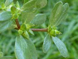 In cultivated fields, leaves and stalks of purslane, which can be abundant in gardens, can be eaten raw or cooked. Purslane Pictures Flowers Leaves Identification Portulaca Oleracea