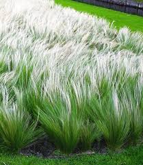 Federgras Stipa 1a Pflanzen Online Kaufen Baldur Garten Garten Garten Bepflanzen Ziergras
