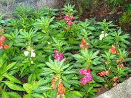 Impatiens Balsam Mix Seeds Mix Of Rose White Scarlet And Violet Balsamina Impatiens Flowers Flowers Perennials Camellia Flower